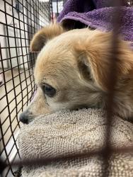 Shelter Stray Male Dog last seen Near BLK ATLANTIC AVE, 7700 E Spring St, Long Beach, CA 90815, USA
