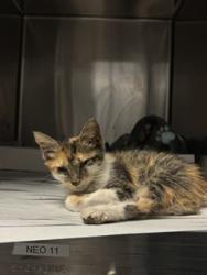 Shelter Stray Female Cat last seen Near BLOCK NW 62ND ST, 3599 NW 79th Ave, Doral, FL 33122, USA