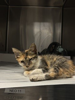 Shelter Stray Female Cat last seen Near BLOCK NW 62ND ST, 3599 NW 79th Ave, Doral, FL 33122, USA