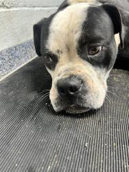 Shelter Stray Female Dog last seen CHARLOTTE, 8315 Byrum Dr, Charlotte, NC 28217, USA