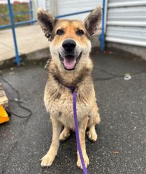 Shelter Stray Male Dog last seen CHARLOTTE, 8315 Byrum Dr, Charlotte, NC 28217, USA