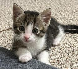 Shelter Stray Female Cat last seen CHARLOTTE, 8315 Byrum Dr, Charlotte, NC 28217, USA