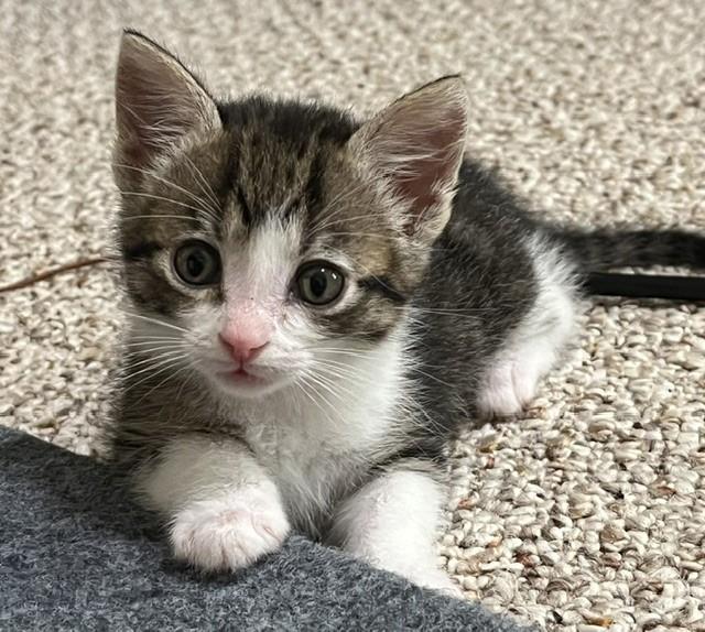 Shelter Stray Female Cat last seen CHARLOTTE, 8315 Byrum Dr, Charlotte, NC 28217, USA