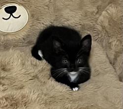 Shelter Stray Male Cat last seen CHARLOTTE, 8315 Byrum Dr, Charlotte, NC 28217, USA