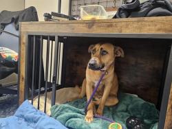 Shelter Stray Female Dog last seen CHARLOTTE, 8315 Byrum Dr, Charlotte, NC 28217, USA