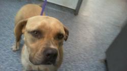 Shelter Stray Female Dog last seen CHARLOTTE, 8315 Byrum Dr, Charlotte, NC 28217, USA