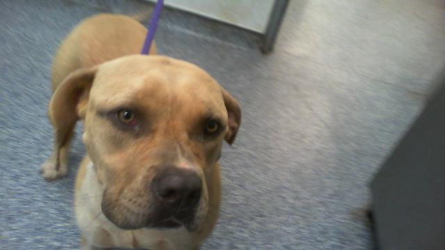 Shelter Stray Female Dog last seen CHARLOTTE, 8315 Byrum Dr, Charlotte, NC 28217, USA