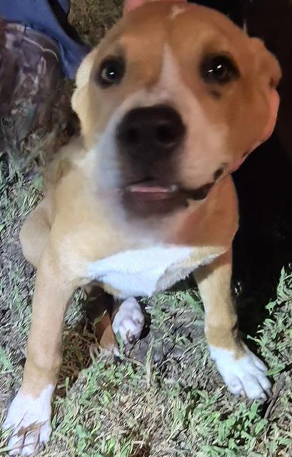 Shelter Stray Female Dog last seen Near BLOCK BAYVILL, 4710 TX-151, San Antonio, TX 78227, USA