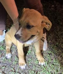 Shelter Stray Female Dog last seen Near BLOCK BAYVILL, 4710 TX-151, San Antonio, TX 78227, USA