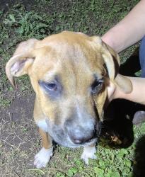 Shelter Stray Male Dog last seen Near BLOCK BAYVILL, 4710 TX-151, San Antonio, TX 78227, USA