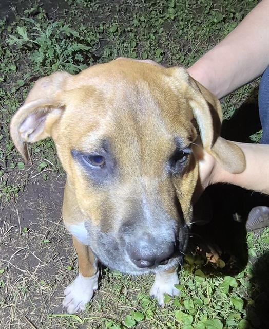 Shelter Stray Male Dog last seen Near BLOCK BAYVILL, 4710 TX-151, San Antonio, TX 78227, USA