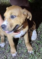 Shelter Stray Female Dog last seen Near BLOCK BAYVILL, 4710 TX-151, San Antonio, TX 78227, USA