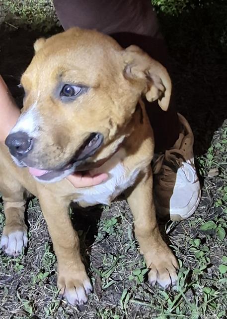 Shelter Stray Female Dog last seen Near BLOCK BAYVILL, 4710 TX-151, San Antonio, TX 78227, USA