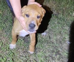 Shelter Stray Male Dog last seen Near BLOCK BAYVILL, 4710 TX-151, San Antonio, TX 78227, USA