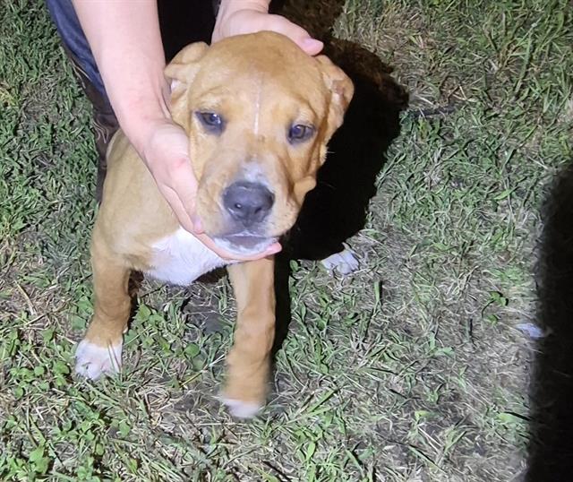 Shelter Stray Male Dog last seen Near BLOCK BAYVILL, 4710 TX-151, San Antonio, TX 78227, USA