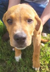 Shelter Stray Male Dog last seen Near BLOCK BAYVILL, 4710 TX-151, San Antonio, TX 78227, USA