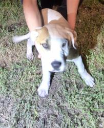 Shelter Stray Male Dog last seen Near BLOCK BAYVILL, 4710 TX-151, San Antonio, TX 78227, USA