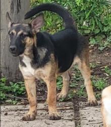 Shelter Stray Female Dog last seen Near BLOCK OF MONTEREY, 4710 TX-151, San Antonio, TX 78227, USA