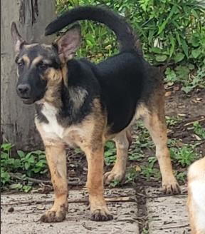 Shelter Stray Female Dog last seen Near BLOCK OF MONTEREY, 4710 TX-151, San Antonio, TX 78227, USA