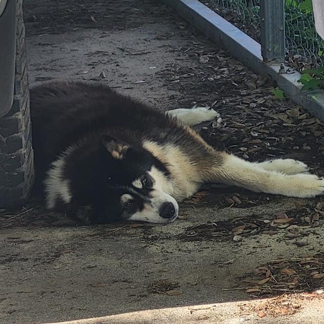 Shelter Stray Male Dog last seen Near BLOCK E VILLARET, 4710 TX-151, San Antonio, TX 78227, USA