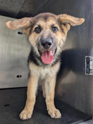 Shelter Stray Male Dog last seen Near BLOCK N IH 35, 4710 TX-151, San Antonio, TX 78227, USA