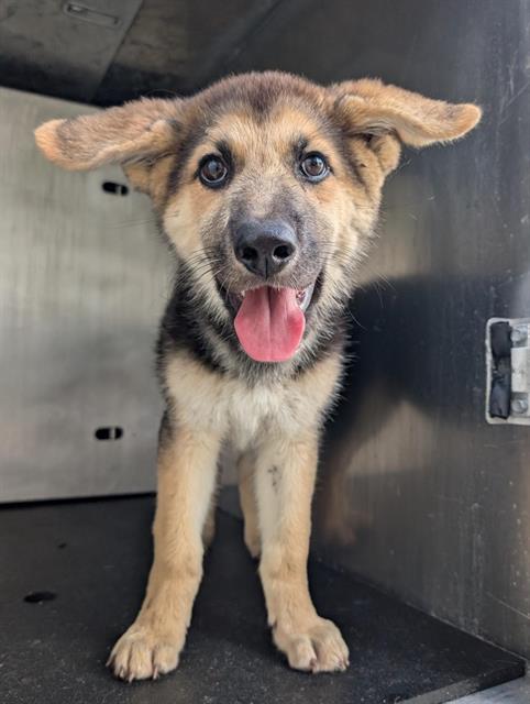 Shelter Stray Male Dog last seen Near BLOCK N IH 35, 4710 TX-151, San Antonio, TX 78227, USA