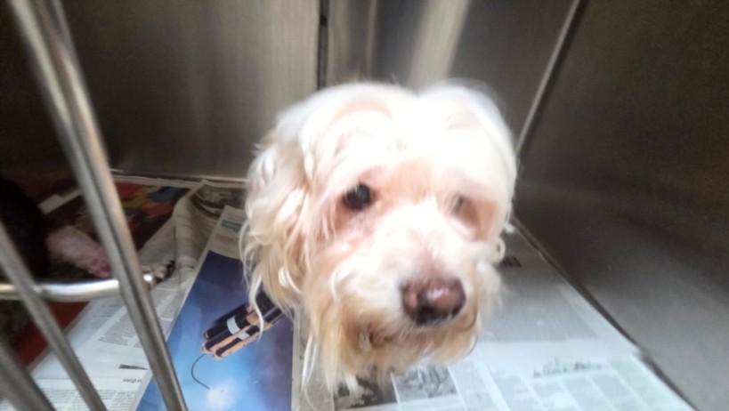 Shelter Stray Female Dog last seen , 3201 Lacy St, Los Angeles, CA 90031, USA