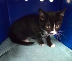 Shelter Stray Female Cat last seen Near BLOCK VERDIN PL, RENO NV 89502, 2825 Longley Ln Suite A, Reno, NV 89502, USA