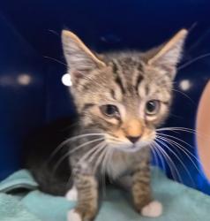 Shelter Stray Male Cat last seen Near BLOCK VERDIN PL, RENO NV 89502, 2825 Longley Ln Suite A, Reno, NV 89502, USA