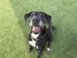 Shelter Stray Male Dog last seen , 3201 Lacy St, Los Angeles, CA 90031, USA