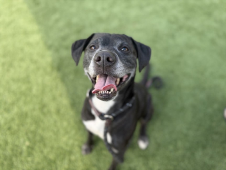 Shelter Stray Male Dog last seen , 3201 Lacy St, Los Angeles, CA 90031, USA
