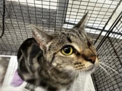 Shelter Stray Female Cat last seen , 3201 Lacy St, Los Angeles, CA 90031, USA