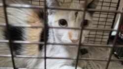 Shelter Stray Female Cat last seen , 3201 Lacy St, Los Angeles, CA 90031, USA