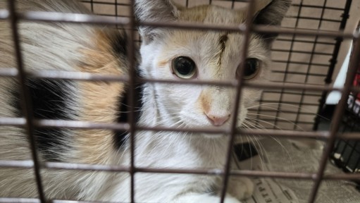 Shelter Stray Female Cat last seen , 3201 Lacy St, Los Angeles, CA 90031, USA