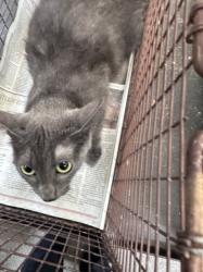 Shelter Stray Female Cat last seen , 3201 Lacy St, Los Angeles, CA 90031, USA