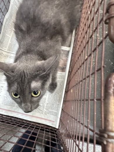 Shelter Stray Female Cat last seen , 3201 Lacy St, Los Angeles, CA 90031, USA