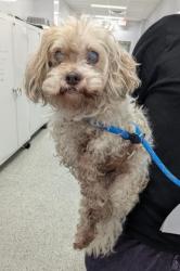 Shelter Stray Male Dog last seen Near BLOCK SAINT MARYS ST DETROIT MI 48227, 7401 Chrysler Dr, Detroit, MI 48211, USA