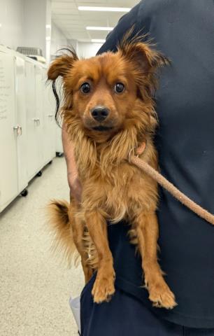 Shelter Stray Male Dog last seen Near BLOCK HUNTINGTON RD DETROIT MI  48219, 7401 Chrysler Dr, Detroit, MI 48211, USA