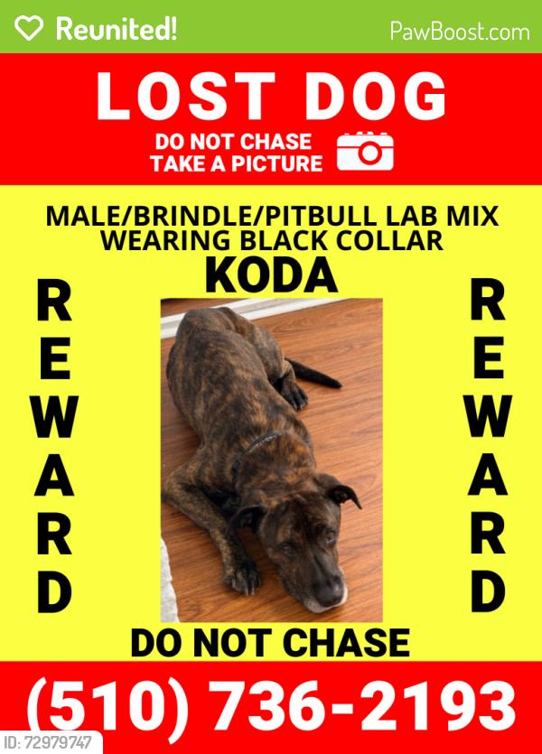 Reunited Male Dog last seen Atlantic St and Jackson St, Bethlehem, PA 18015