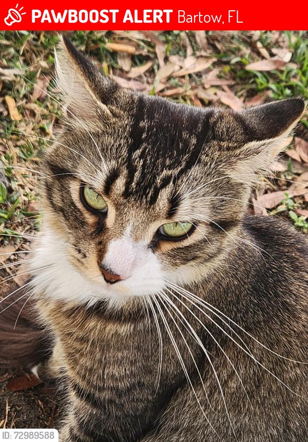 Lost Male Cat last seen Singing Mockingbird dr, Bartow, FL 33830