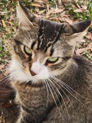 Lost Male Cat last seen Singing Mockingbird dr, Bartow, FL 33830