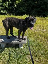 Lost Female Dog last seen Near W. Broadway  Louisville, Kentucky, Louisville, KY 40211