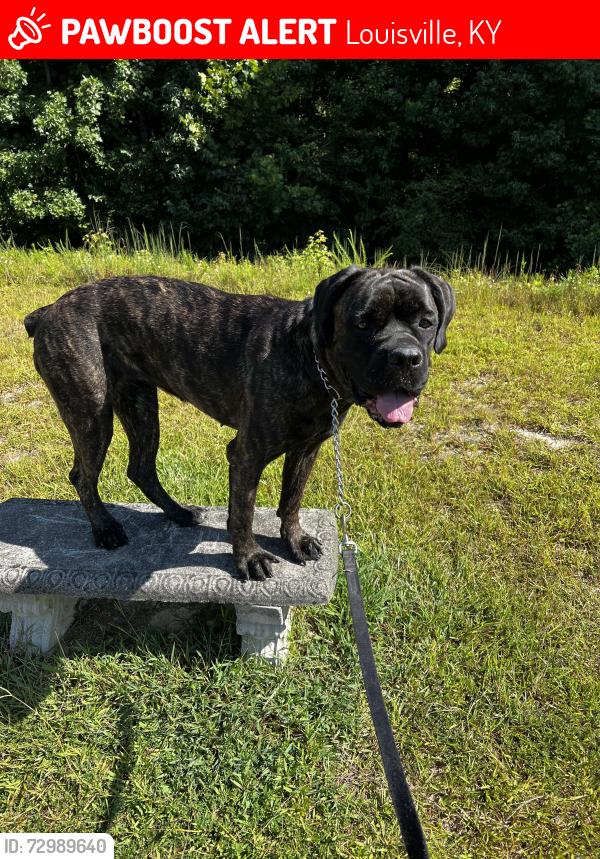 Lost Female Dog last seen Near W. Broadway  Louisville, Kentucky, Louisville, KY 40211