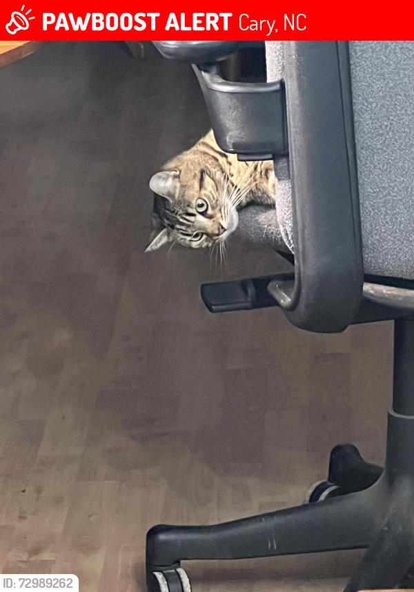 Lost Female Cat last seen Appomattox Road & Bond Lake park, Cary, NC 27513