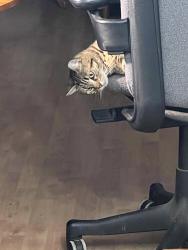 Lost Female Cat last seen Appomattox Road & Bond Lake park, Cary, NC 27513