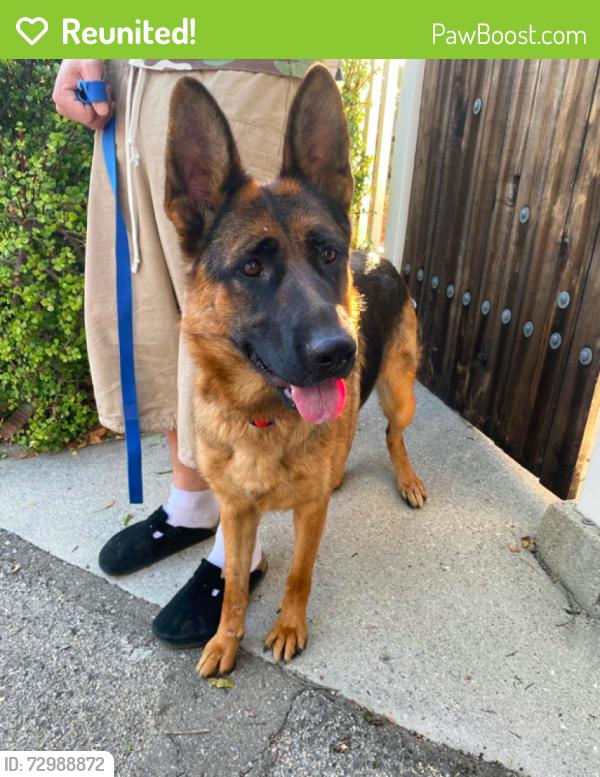 Reunited Female Dog last seen Wentworth and McBroom, Los Angeles, CA 91040