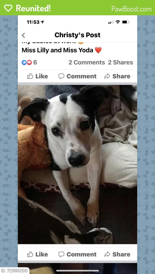 Reunited Female Dog last seen Everman, Tx , Fort Worth, TX 76140