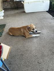 Found/Stray Female Dog last seen McDonald’s on Porter in Norman Ok, Norman, OK 73019