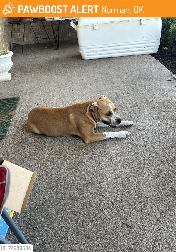 Found/Stray Female Dog last seen McDonald’s on Porter in Norman Ok, Norman, OK 73019