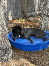 Lost Male Dog last seen Beagle Rd and East Rd, Hudson, FL 34667